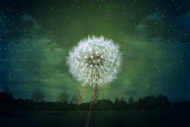 Download free HD stock image of Dandelion Collage Free dandelion collage postcard illustration
