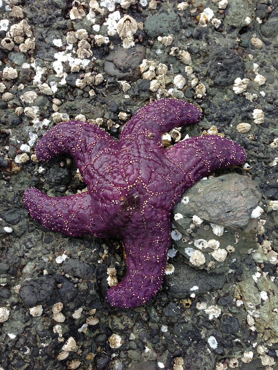 Estrela Do Mar Roxa Oceano Foto Gratuita No Pixabay Pixabay Estrela Do Mar Roxa Oceano Foto Gratuita No Pixabay Pixabay
