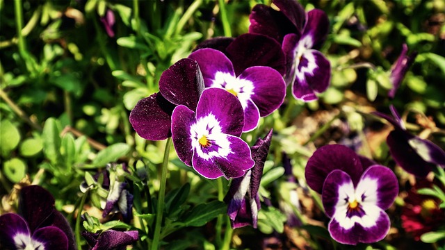 Blume, Pflanze, Schöne Blumen, Feder