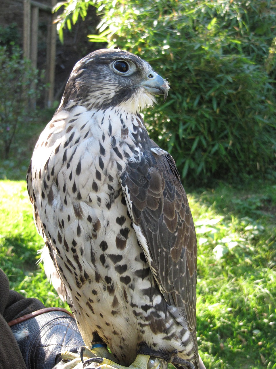 Falcon Raptor Bird Birds Of - Free photo on Pixabay - Pixabay