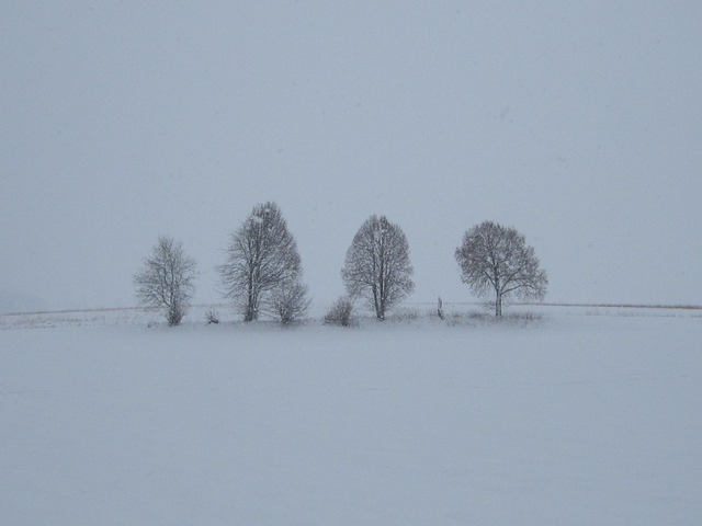 Free Fog Snow photo and picture