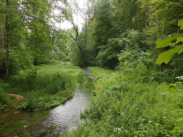 Free Landscape Bach photo and picture