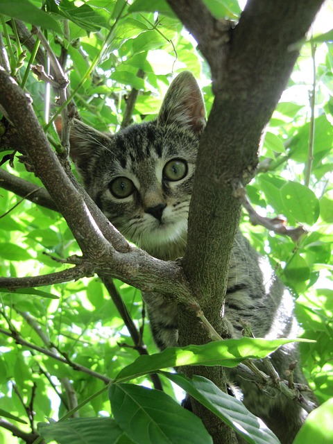 Free Cat Animals photo and picture