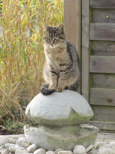 Free Cat Animal photo and picture