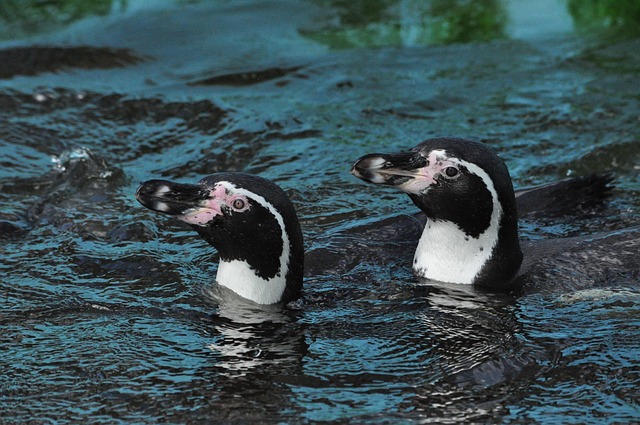 Pinguin, Wasser, Natur, Paar