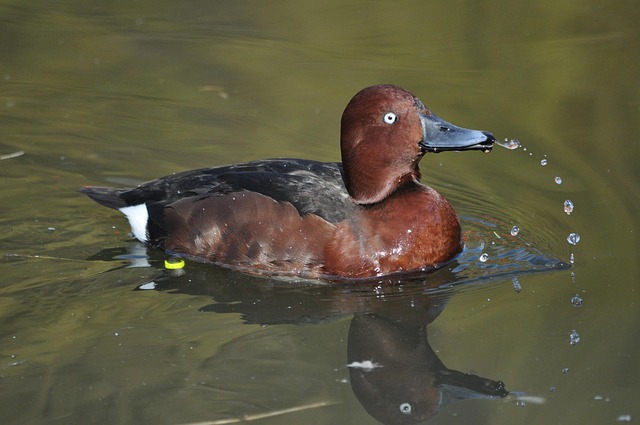 Ente, Wasservogel, Erpel