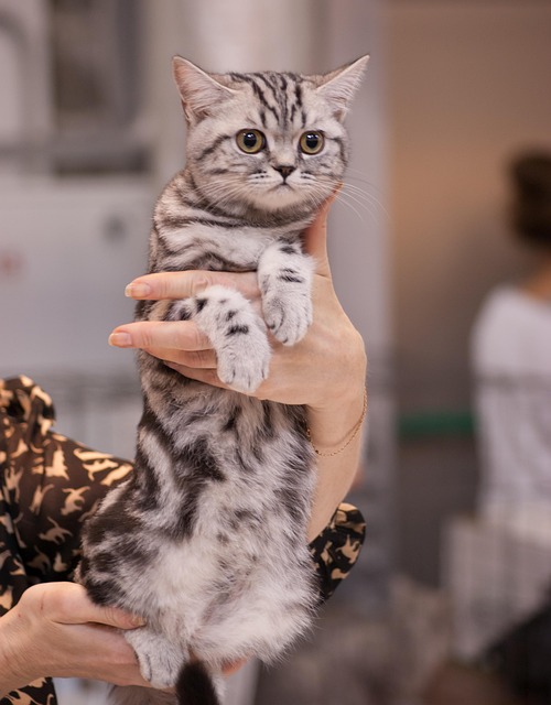 Kat, Killing, Grå, Kæledyr