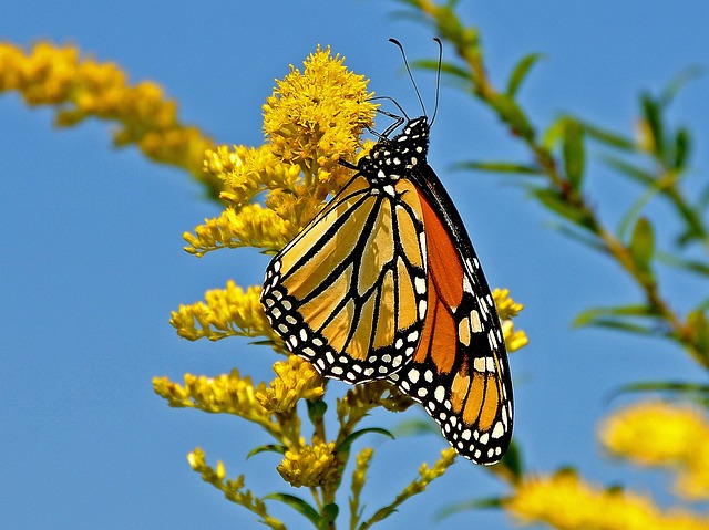 Schmetterling, Blume, Feder