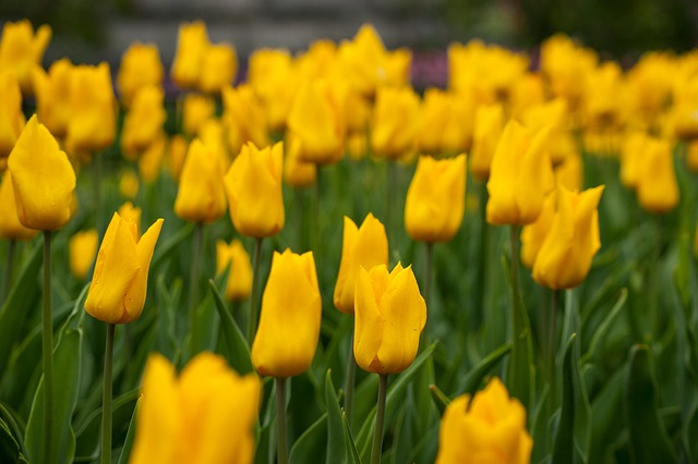 Blomster, Gul, Gule Blomster, Blomst