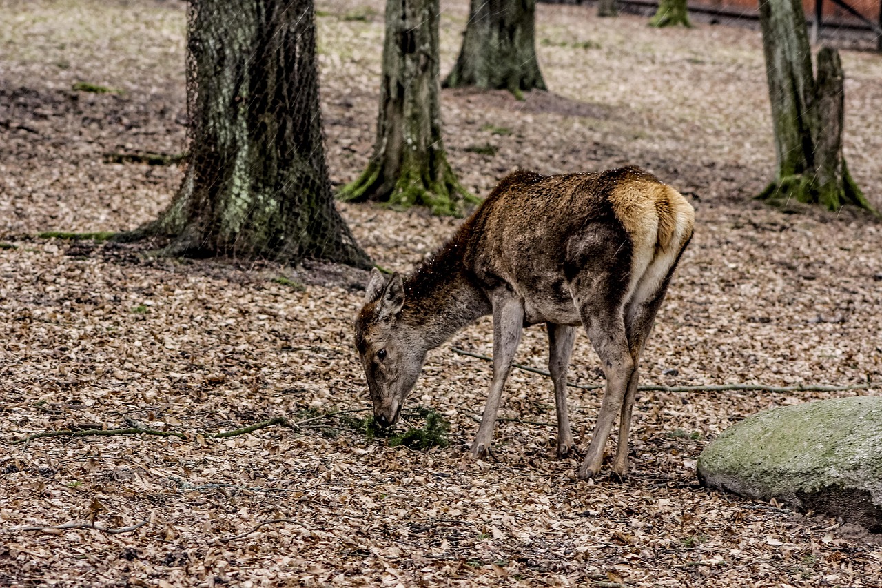 雌鹿 Doe ポーランド - Pixabayの無料写真 - Pixabay