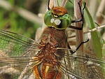 dragonfly, glazier, nature