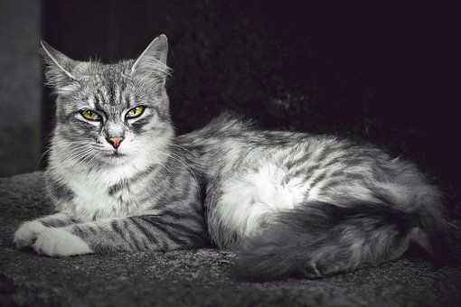 Kočka, Zvíře, Domácí Zvíře, Domácí Kočka