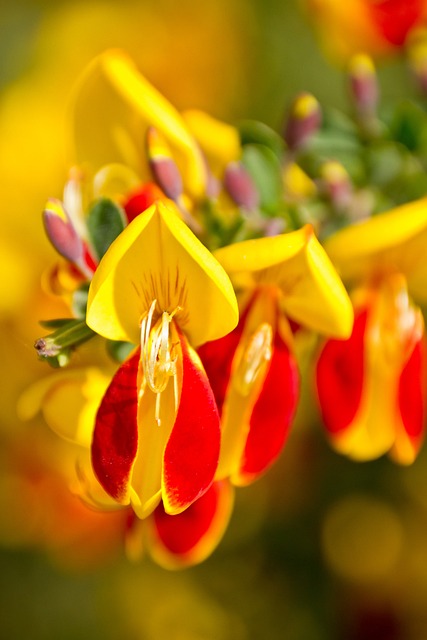 Free Blossom Flower Background photo and picture