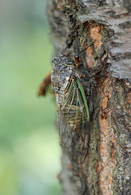 Free Cicada Summer photo and picture