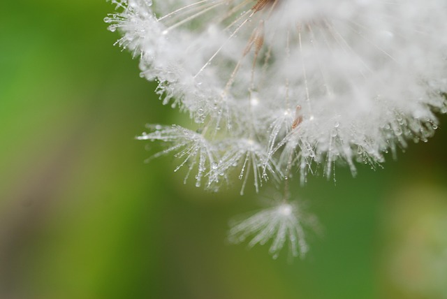 Free Dandelion Fluff photo and picture