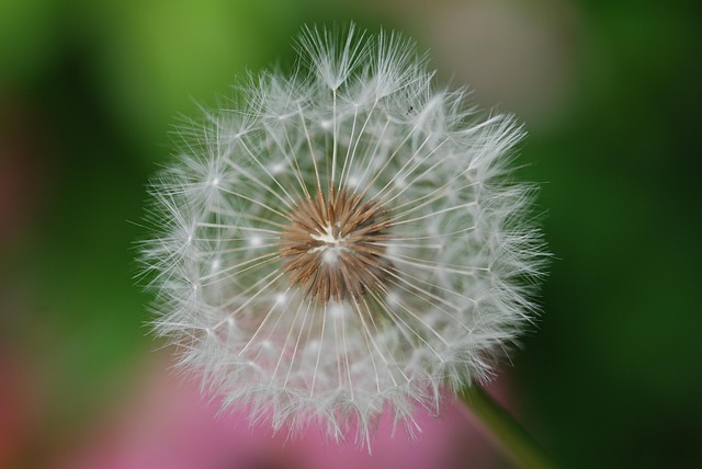 Free Dandelion Fluff photo and picture