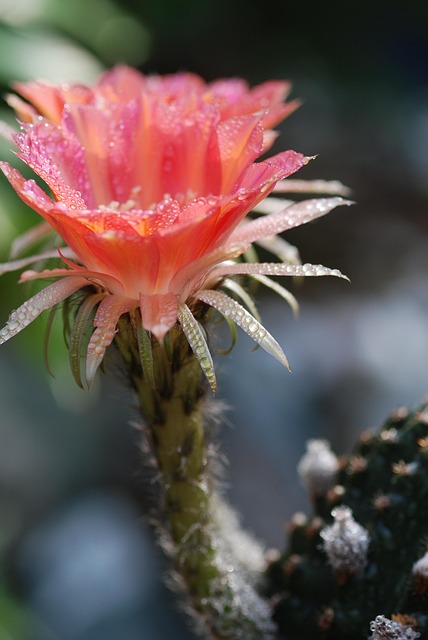 Free Flowers Cactus photo and picture