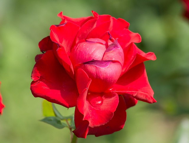 Rose, Smukke Blomster, Natur, Blomst