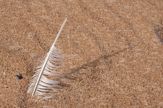 Fjer, Strand, Natur, Hav