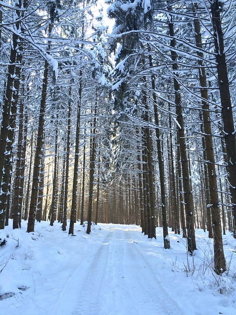 Free Forest Path Nature photo and picture