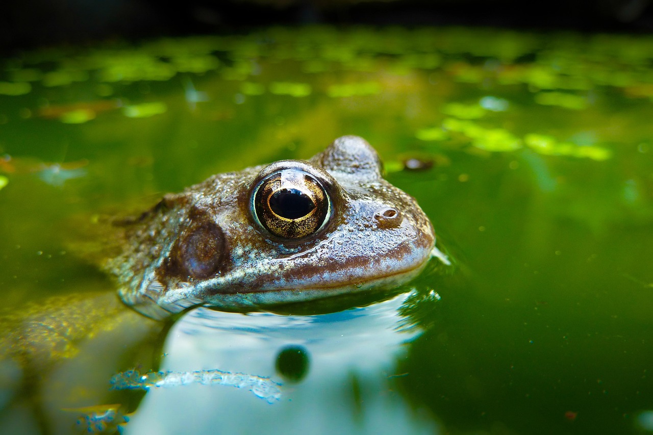 Frog - free online jigsaw puzzle photo