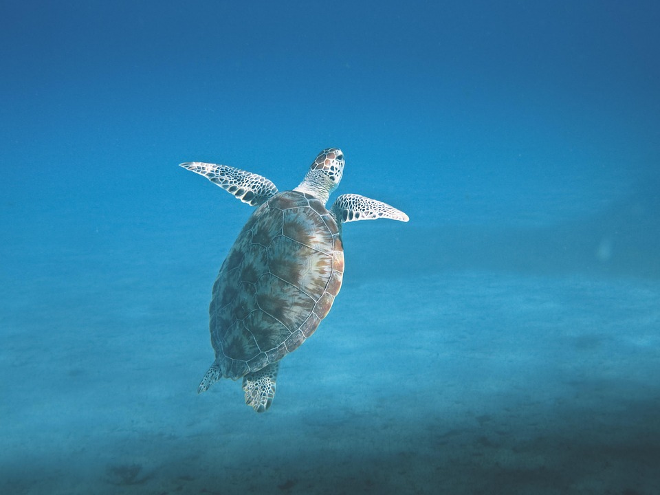 snorkel tortuga