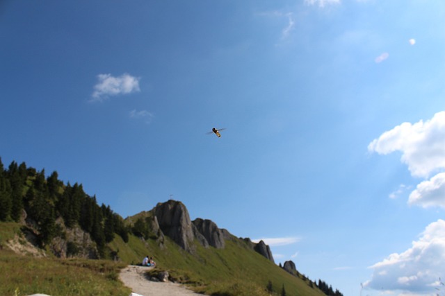 Free Nature Hover Fly photo and picture