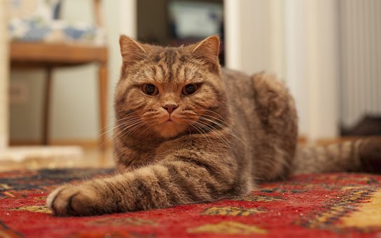 Free Cat Domestic Cat photo and picture