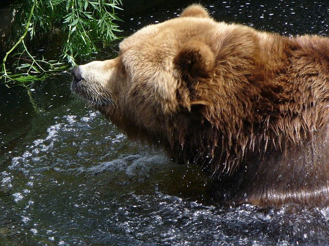 Braunbär, Kopf, Wasser, Bär
