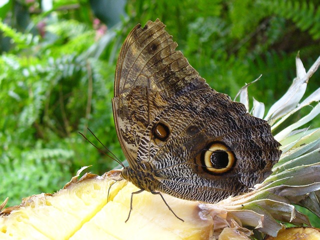 Schmetterling, Auge, Braun