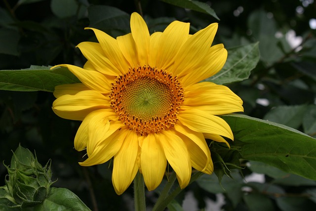 Sonnenblume, Gelbe Blume, Natur, Sun