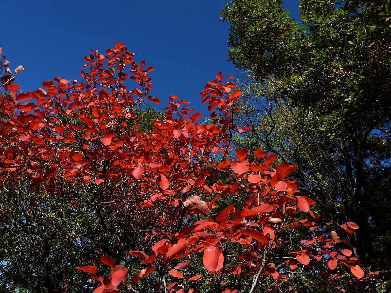 blue-sky-red-leaves-late-autumn-free-photo-on-pixabay-pixabay