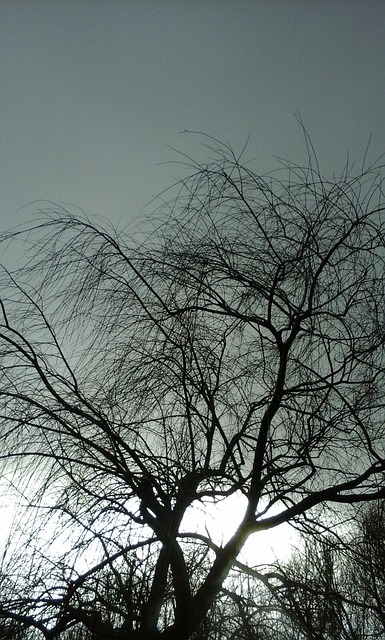 Baum, Natur, Licht, Himmel, Geäst