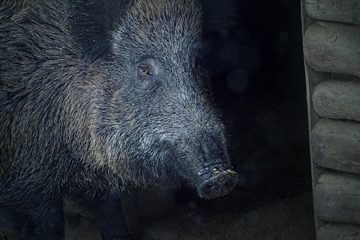 Free Wild Boar Animal photo and picture