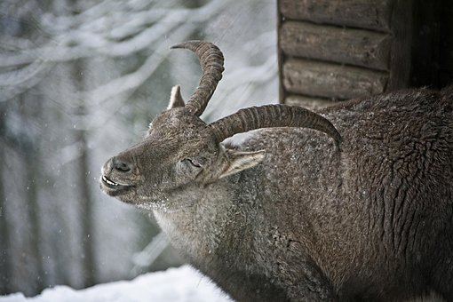 Free Capricorn Fur photo and picture