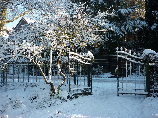 Free Winter Snow photo and picture