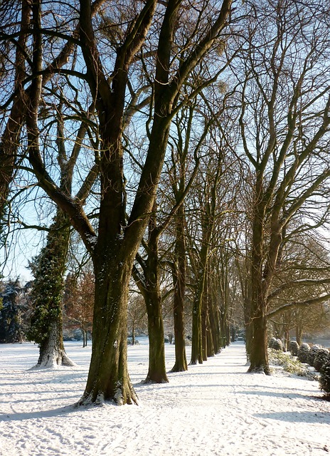 Free Winter Snow photo and picture