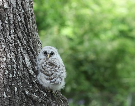 Eule, Owlette, Vogel, Tierwelt, Natur