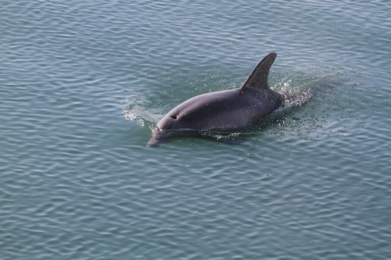 Dolphin - free online jigsaw puzzle photo