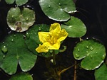 lake jug, nymphoides peltata, flower