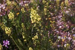wau, mignonette, reseda lutea