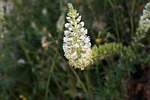 wau, mignonette, reseda alba
