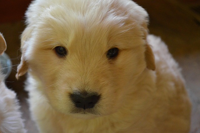 Free Golden Retriever Puppy Golden Retriever photo and picture
