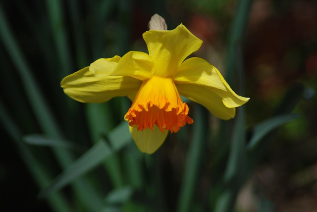 Free Flowers Narcissus photo and picture