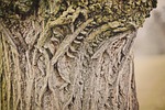 tree, tribe, texture