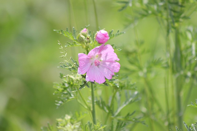 Rosa Blume, Sommer, Rosa, Natur, Garten