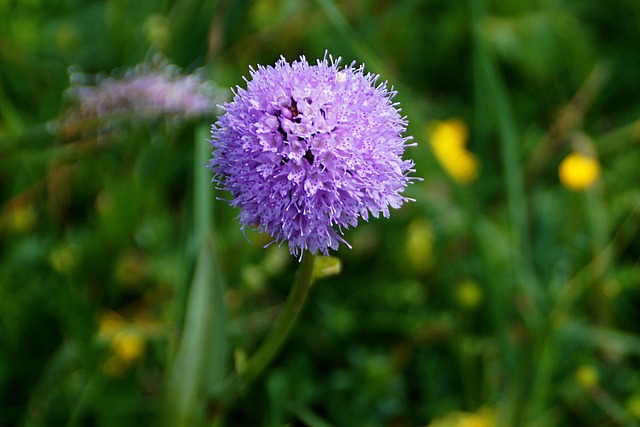 Orchis, Traunsteinera Globosa, Orkidé