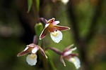 marsh helleborine, epipactis palustris, orchid