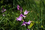 red helleborine, cephalanthera rubra, orchid