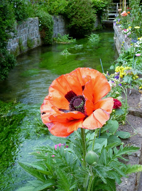 Free Flower Flow photo and picture